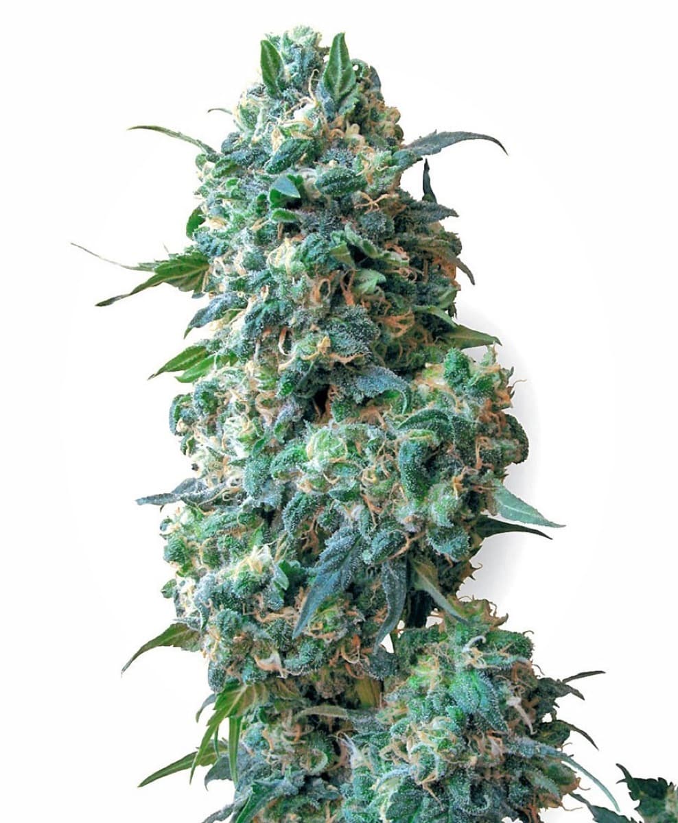 Afghan