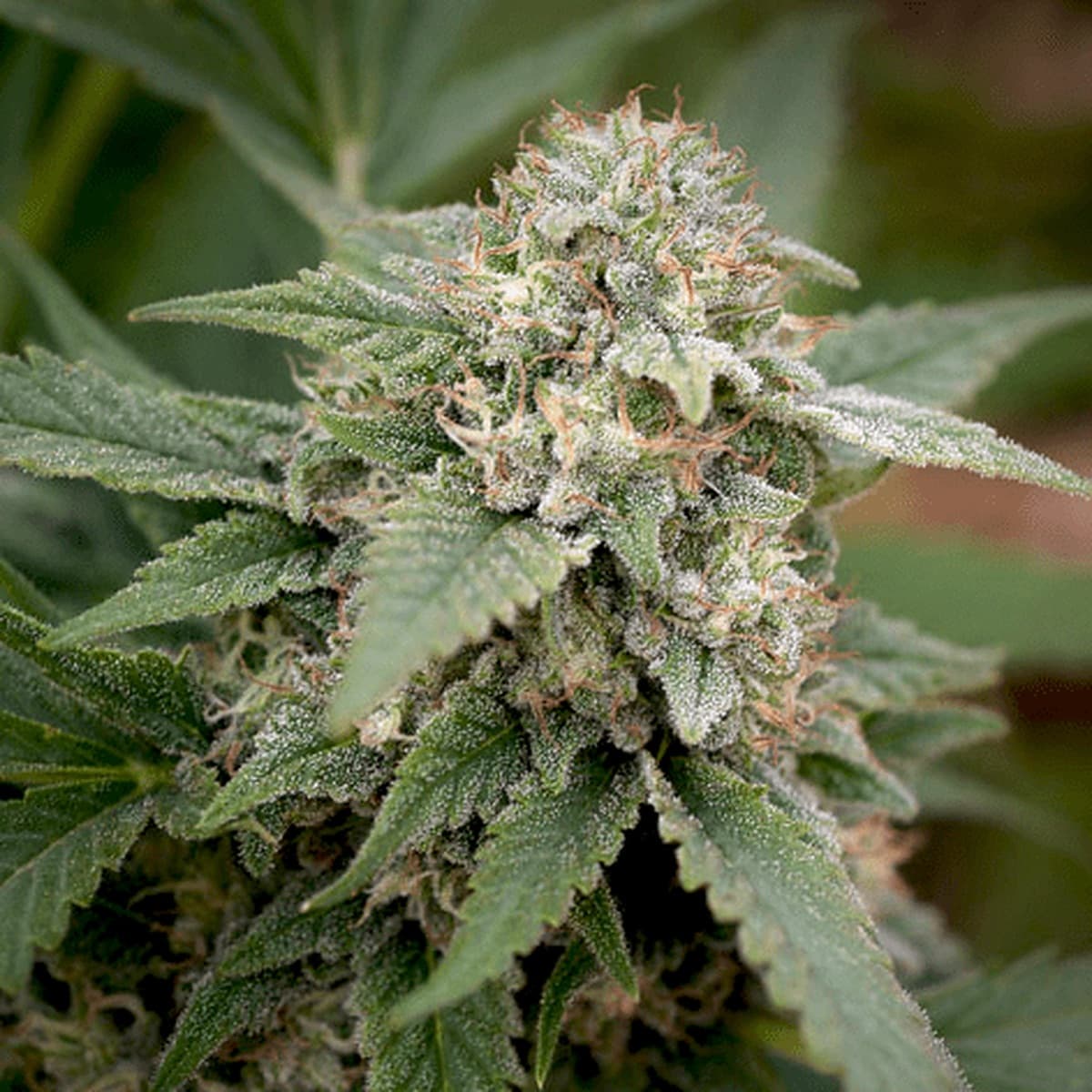 Afghani #1