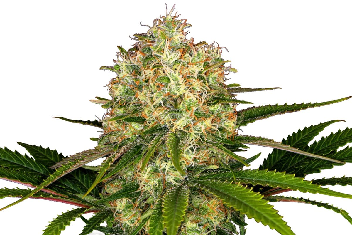 Afghani