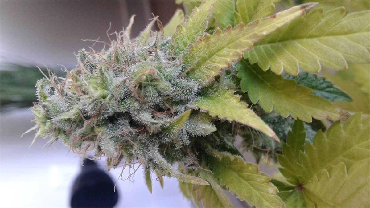 AK-48