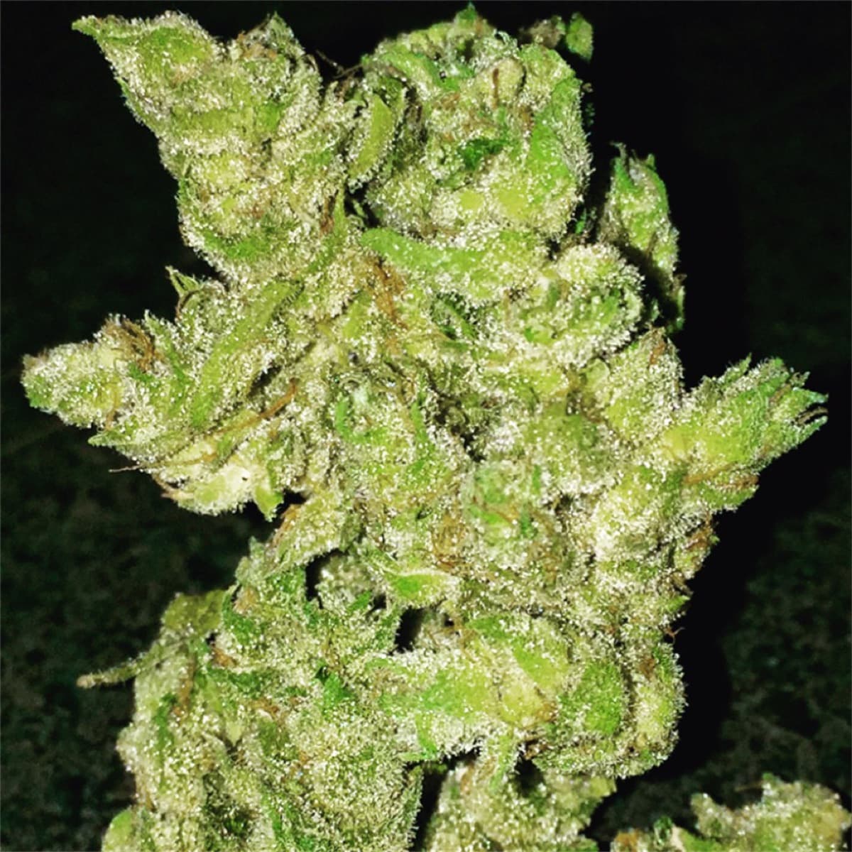 Banana OG