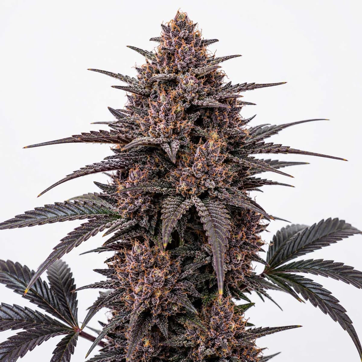 Blackberry