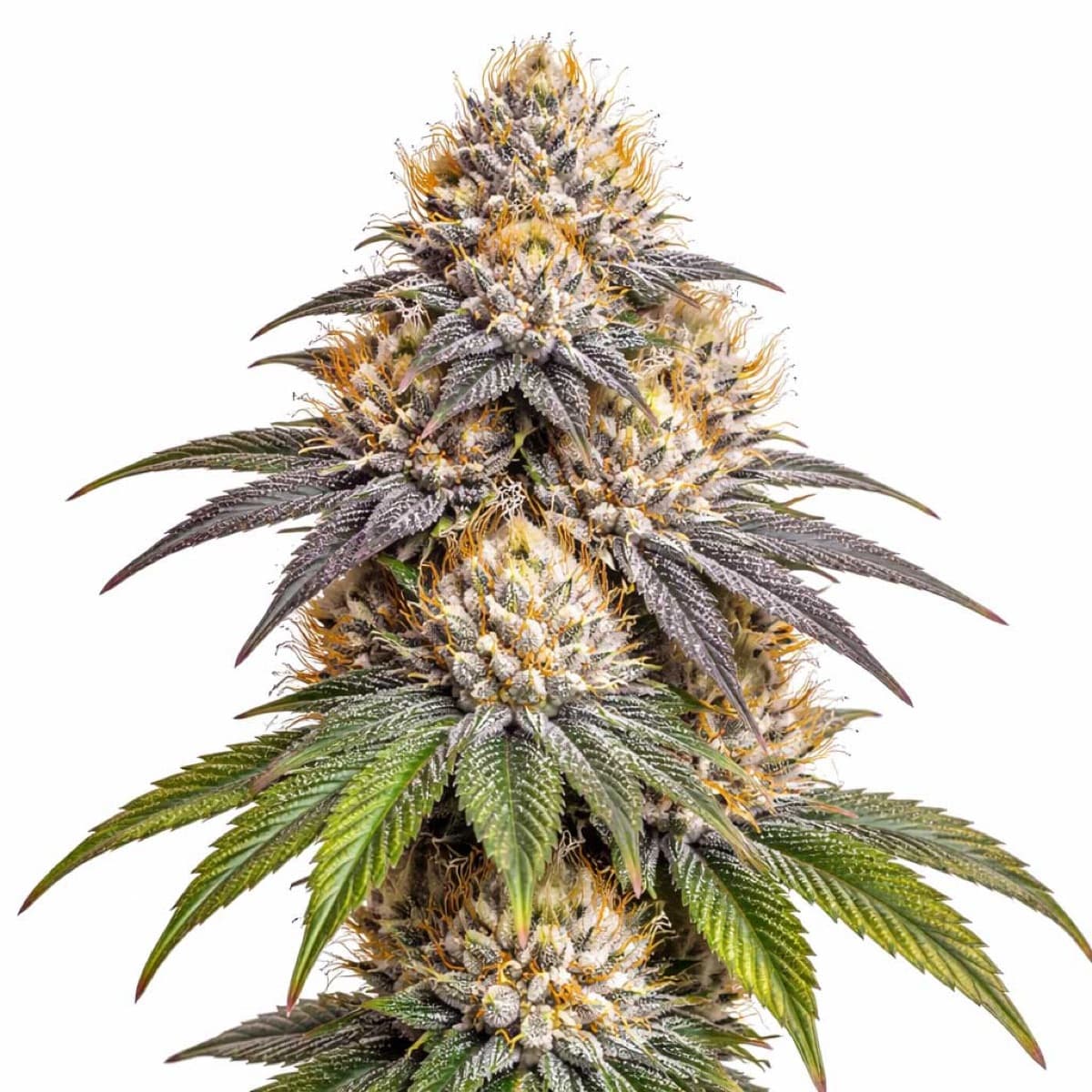 Blue Cheese