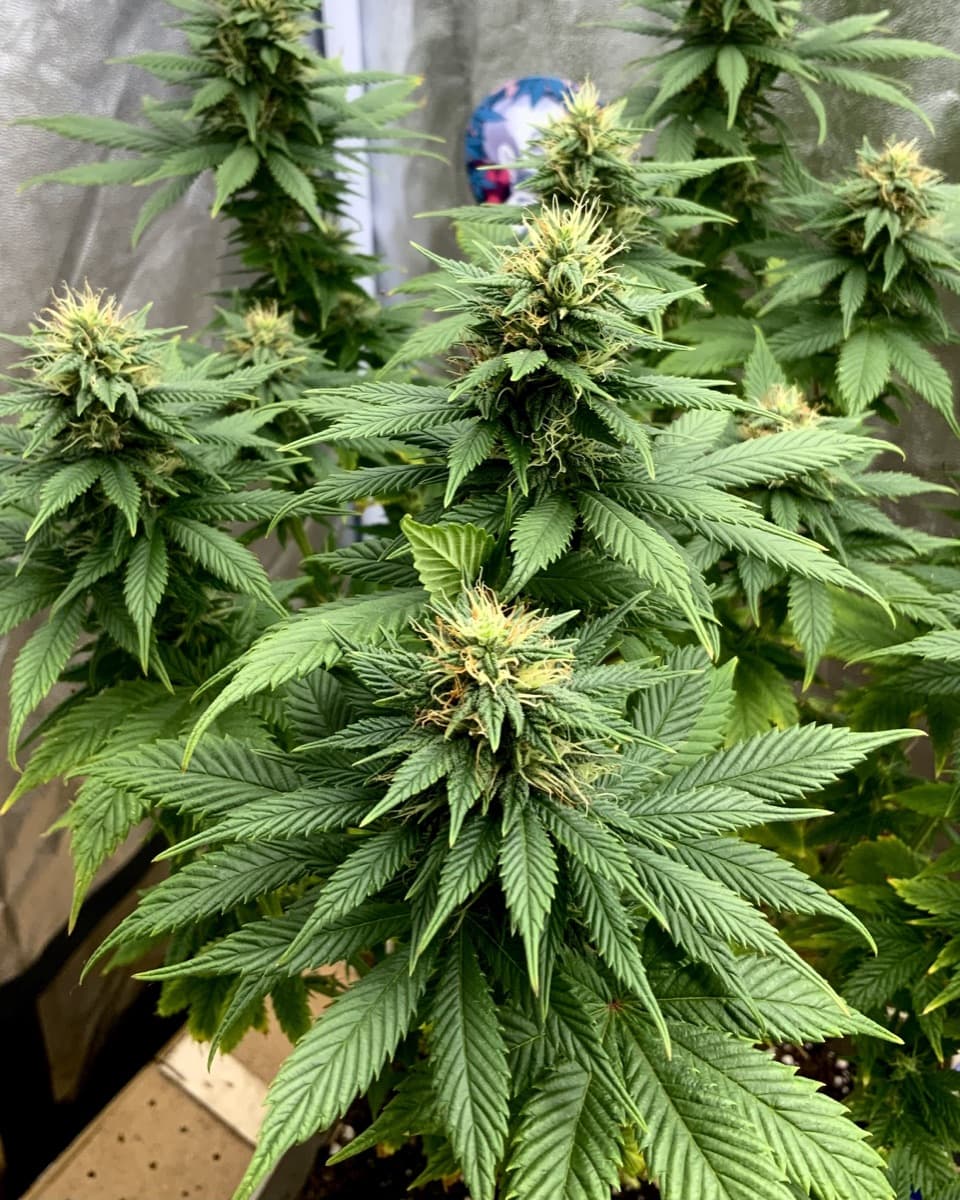 Bubble Gum