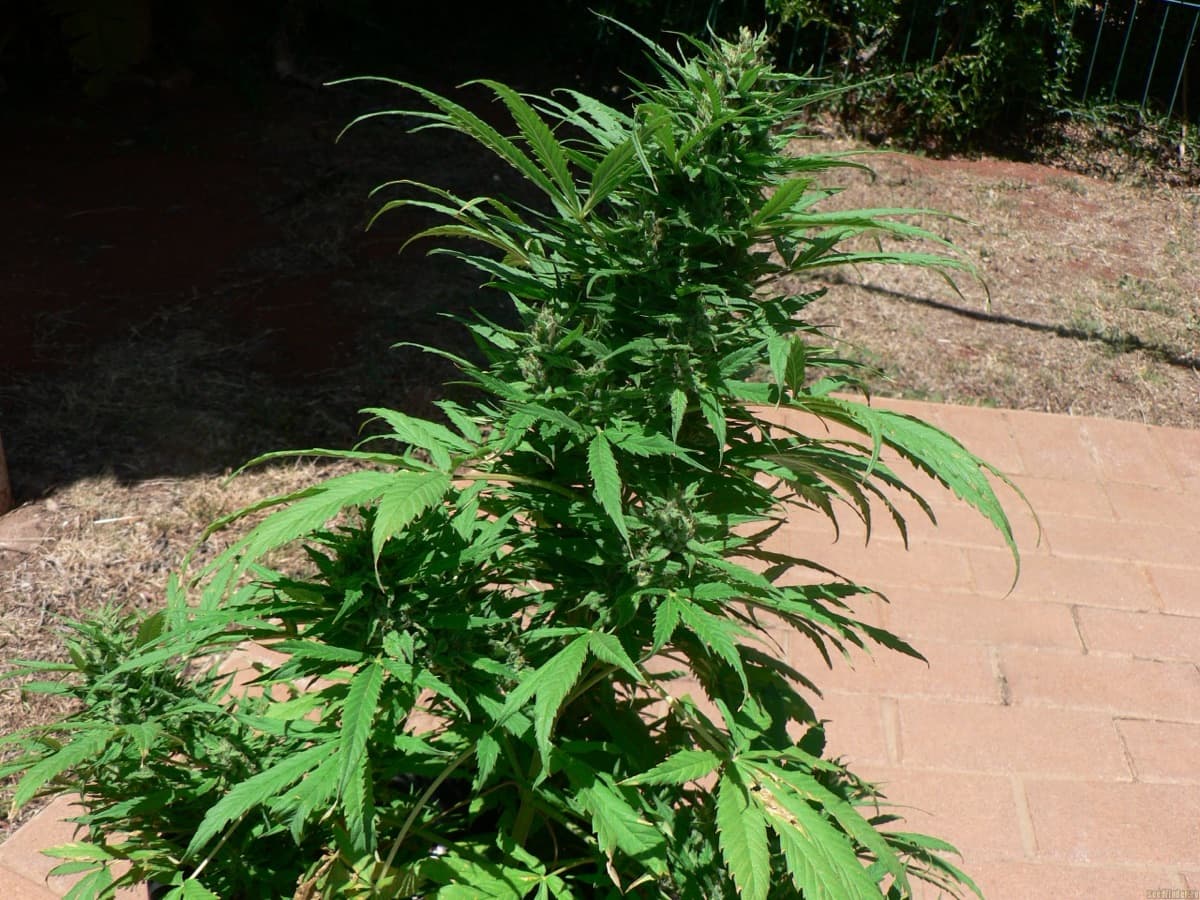 Cannatonic