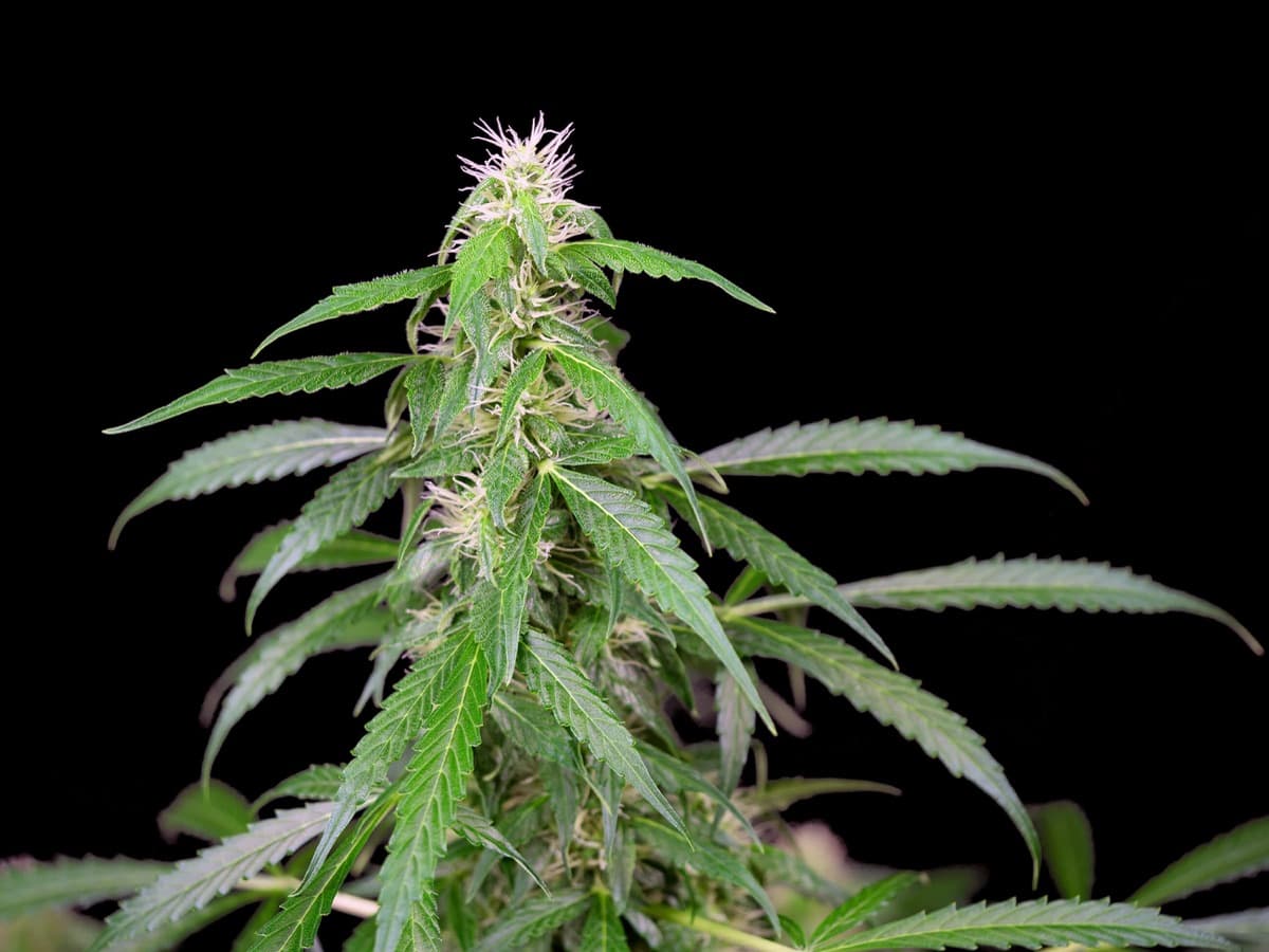 Caramellow Kush