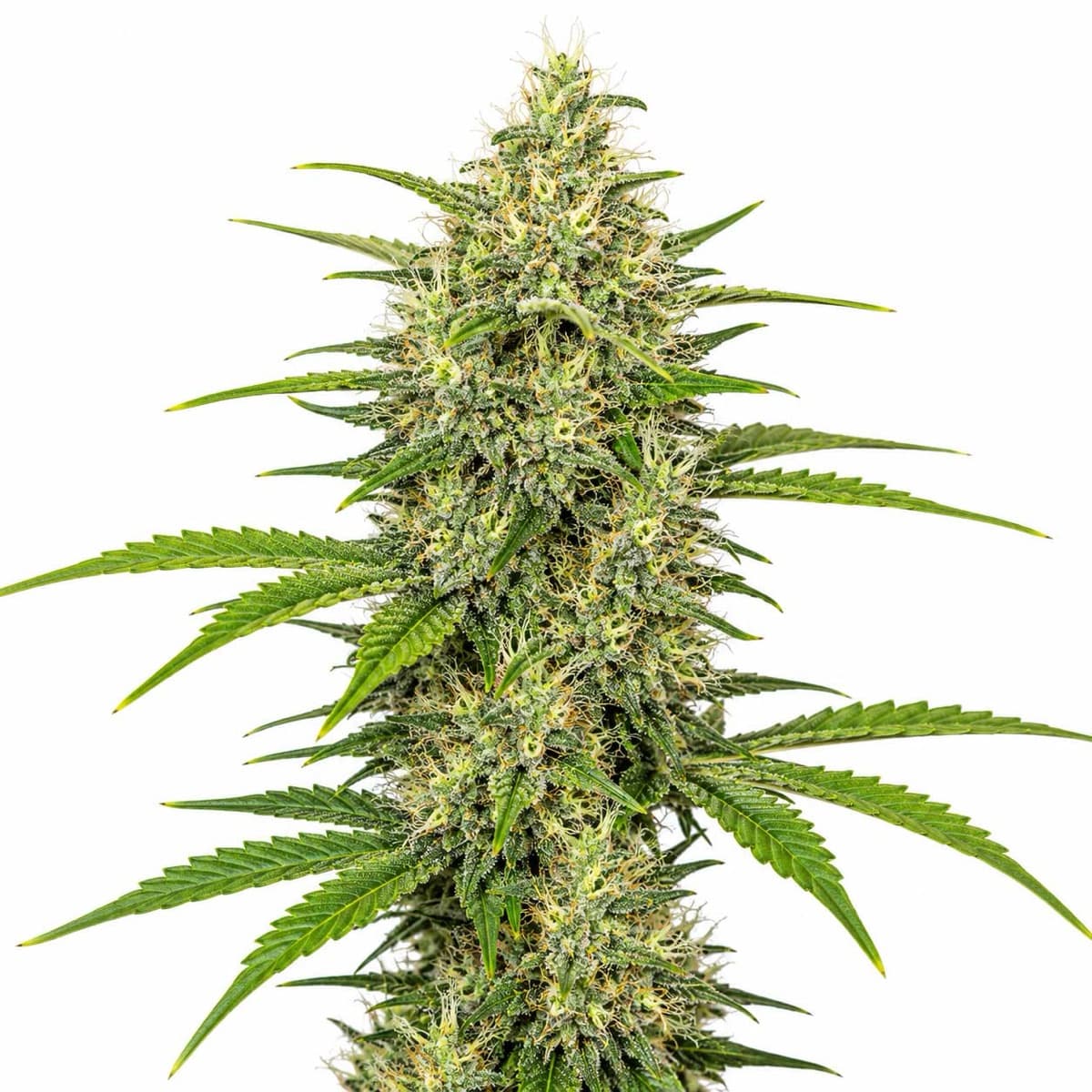 Chemdawg 91