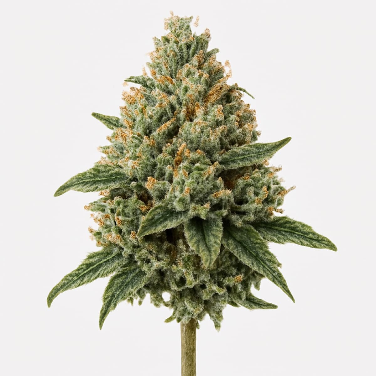 Chemdawg