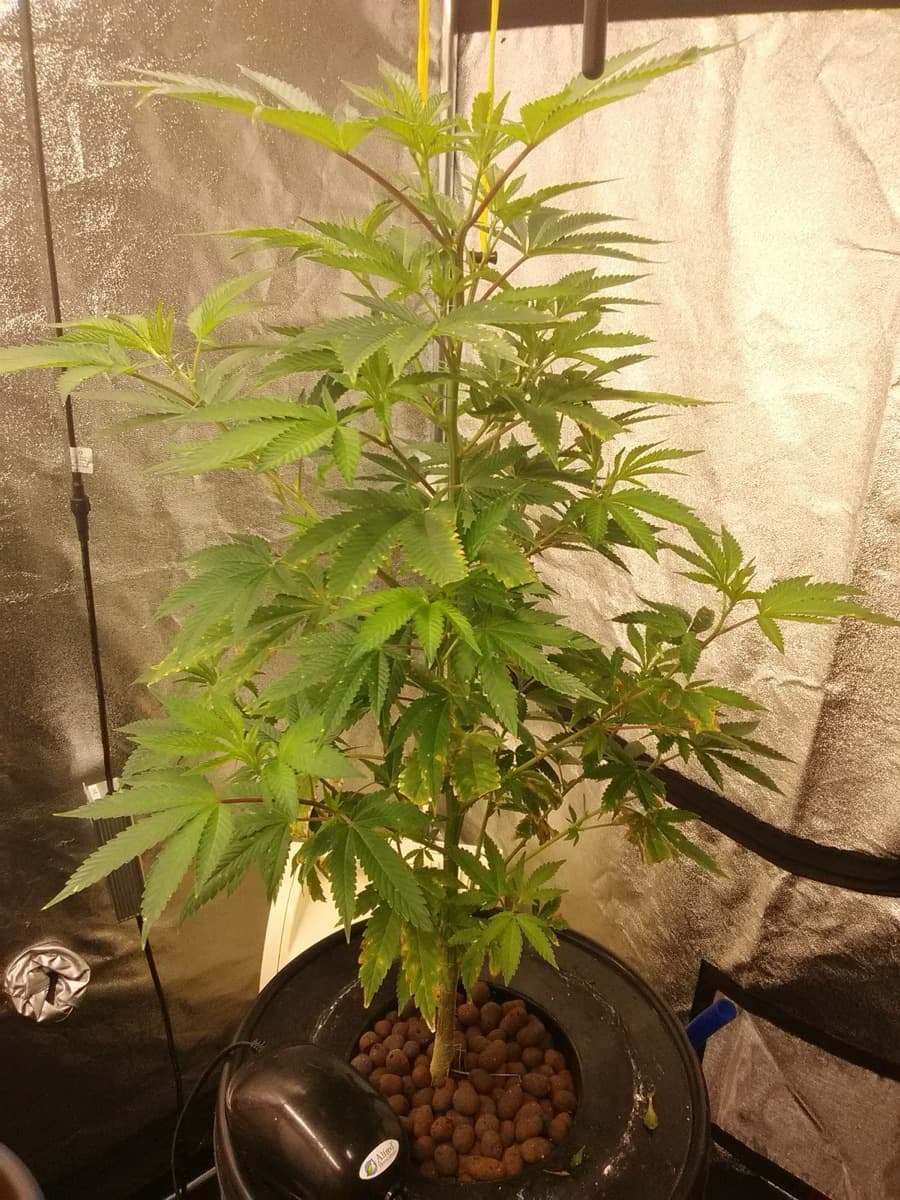 Cinderella 88