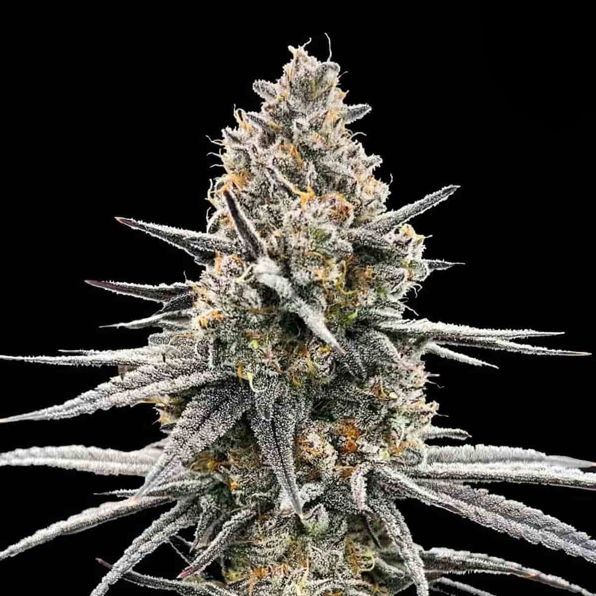 Colombian Red