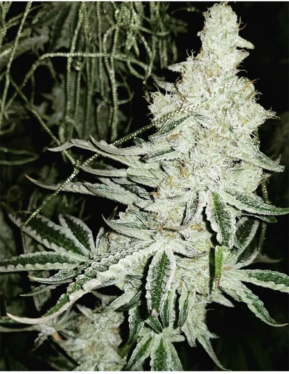 Cookies & Cream