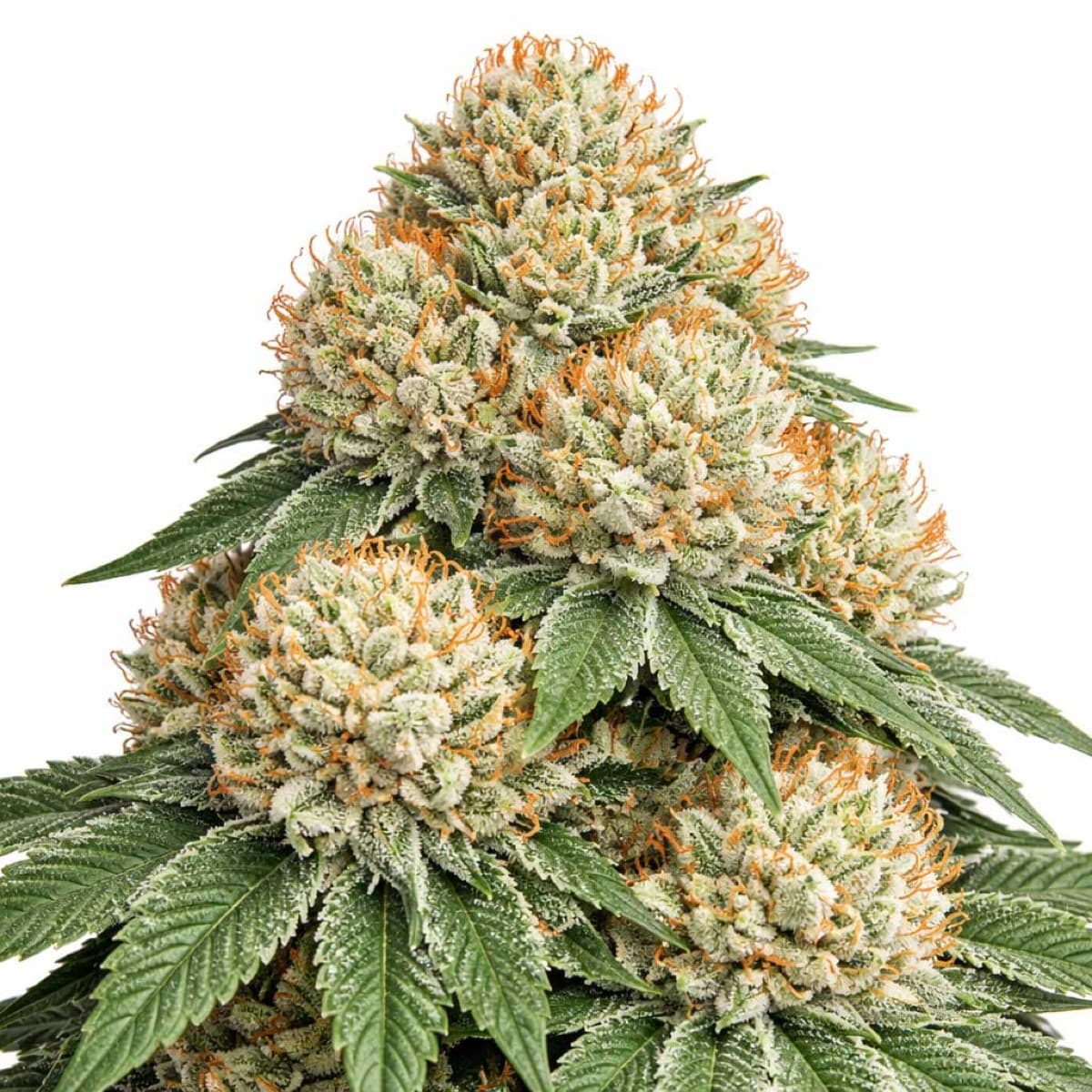 Critical Mass