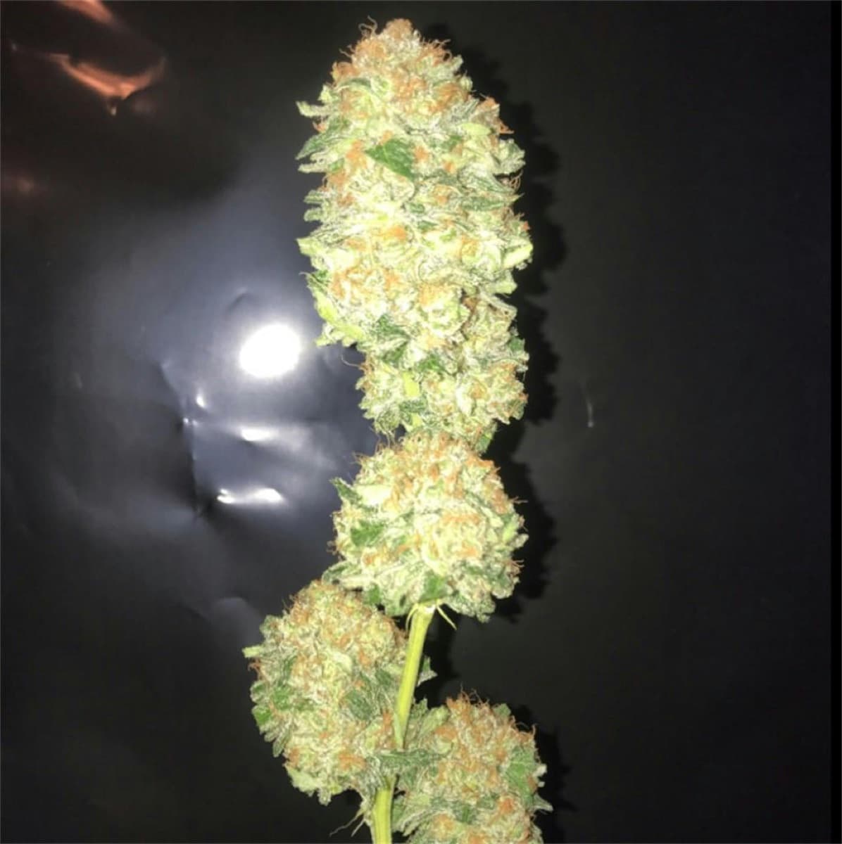 Critical Plus