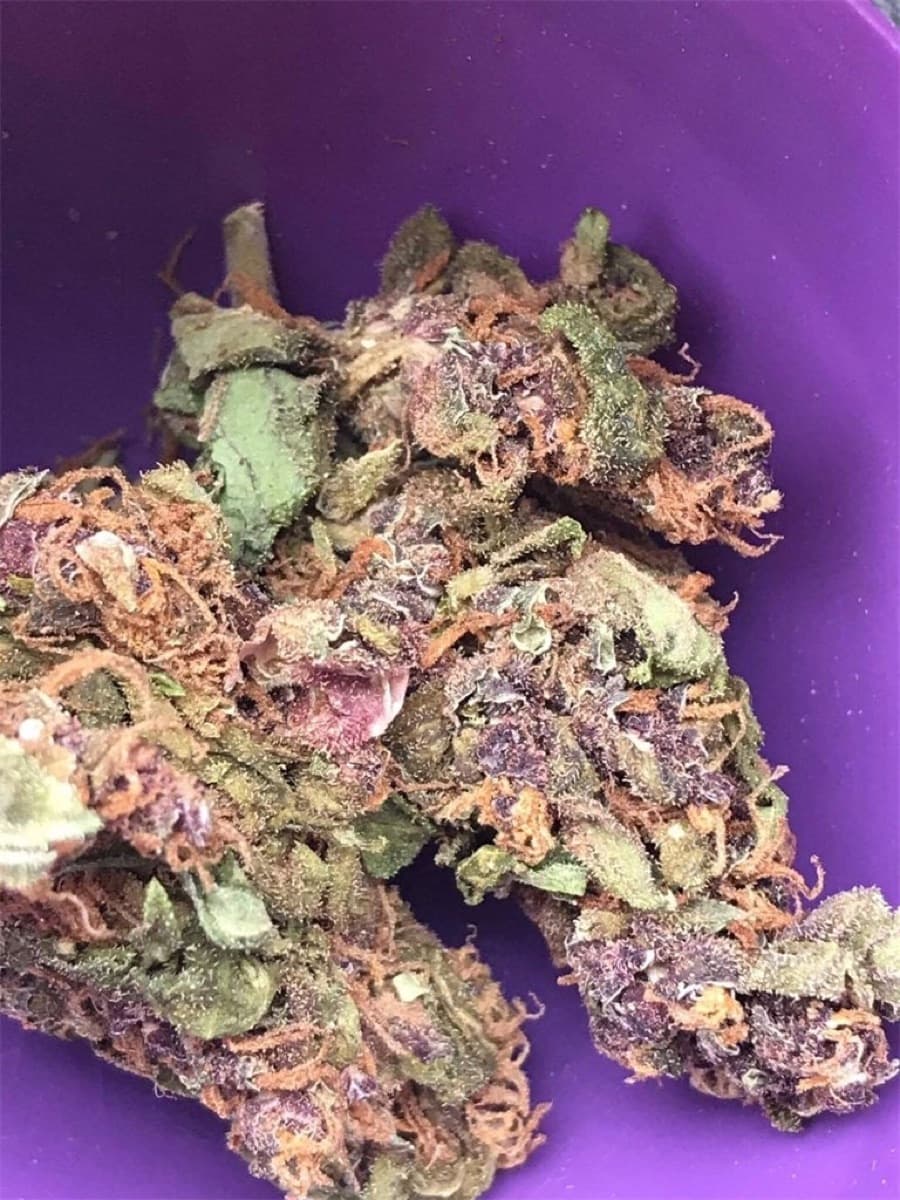 Exodus Cheese
