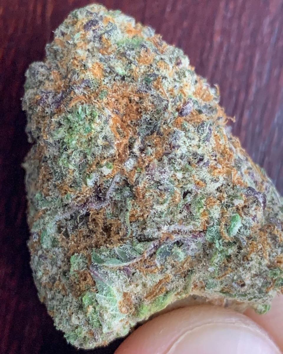 Gelato #41