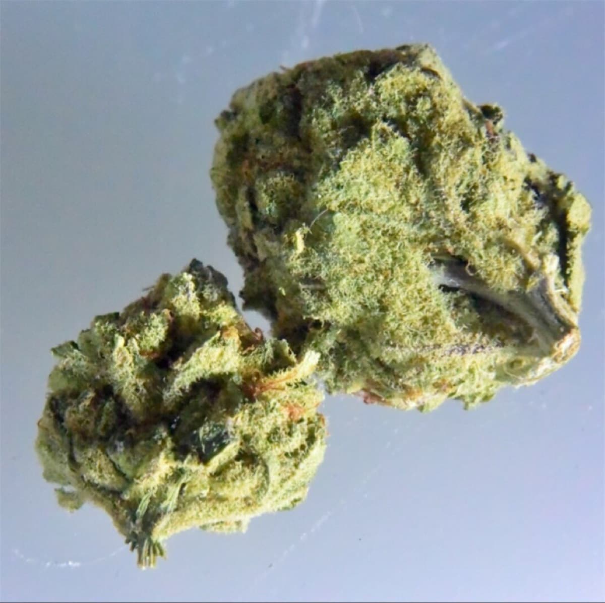 Ghost OG