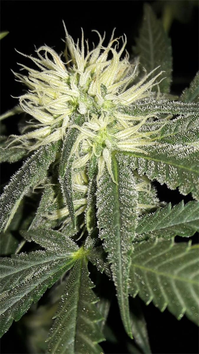 Grapefruit
