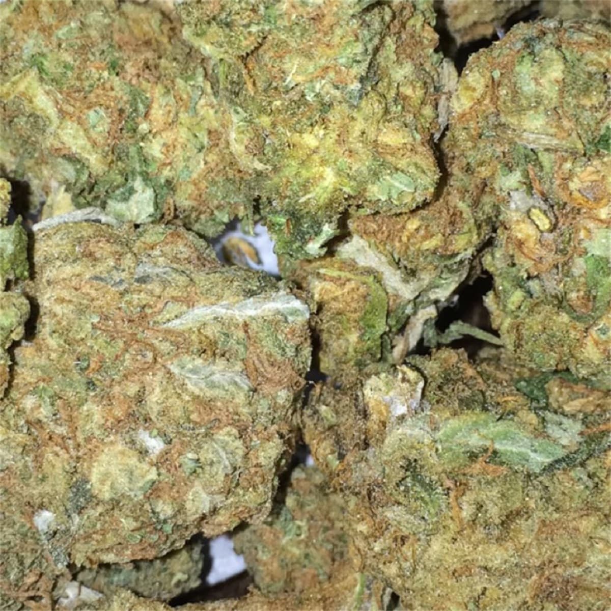 Haze Brothers