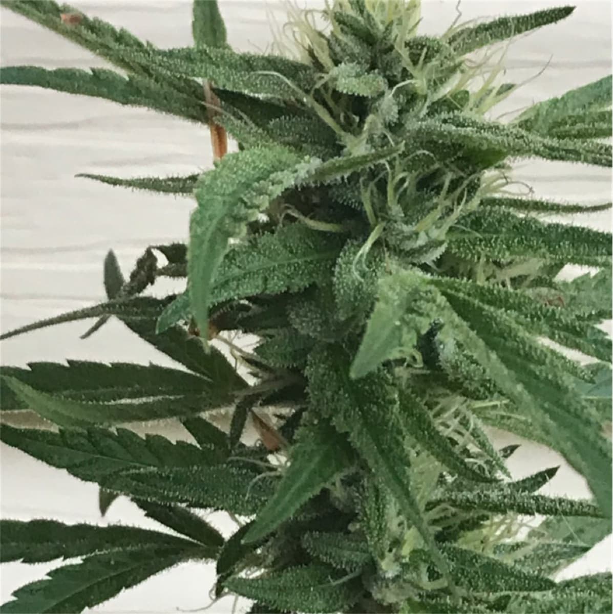 Jack the Ripper
