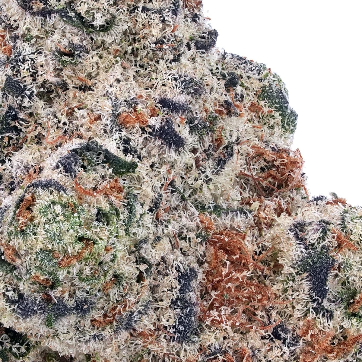 King Louis XIII