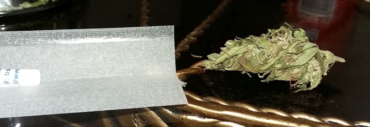 Malawi Gold