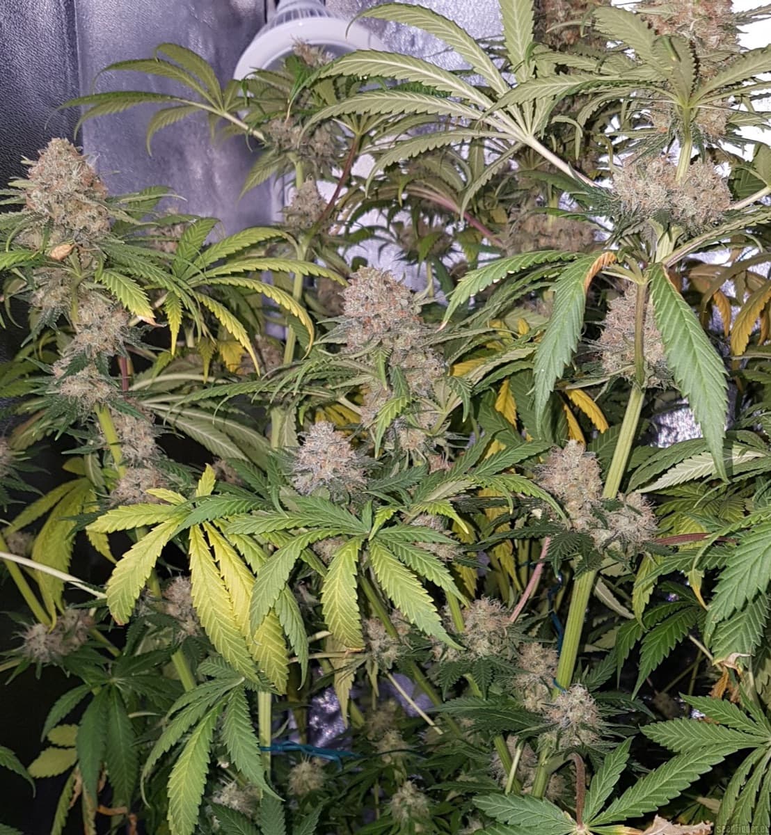 Master Kush