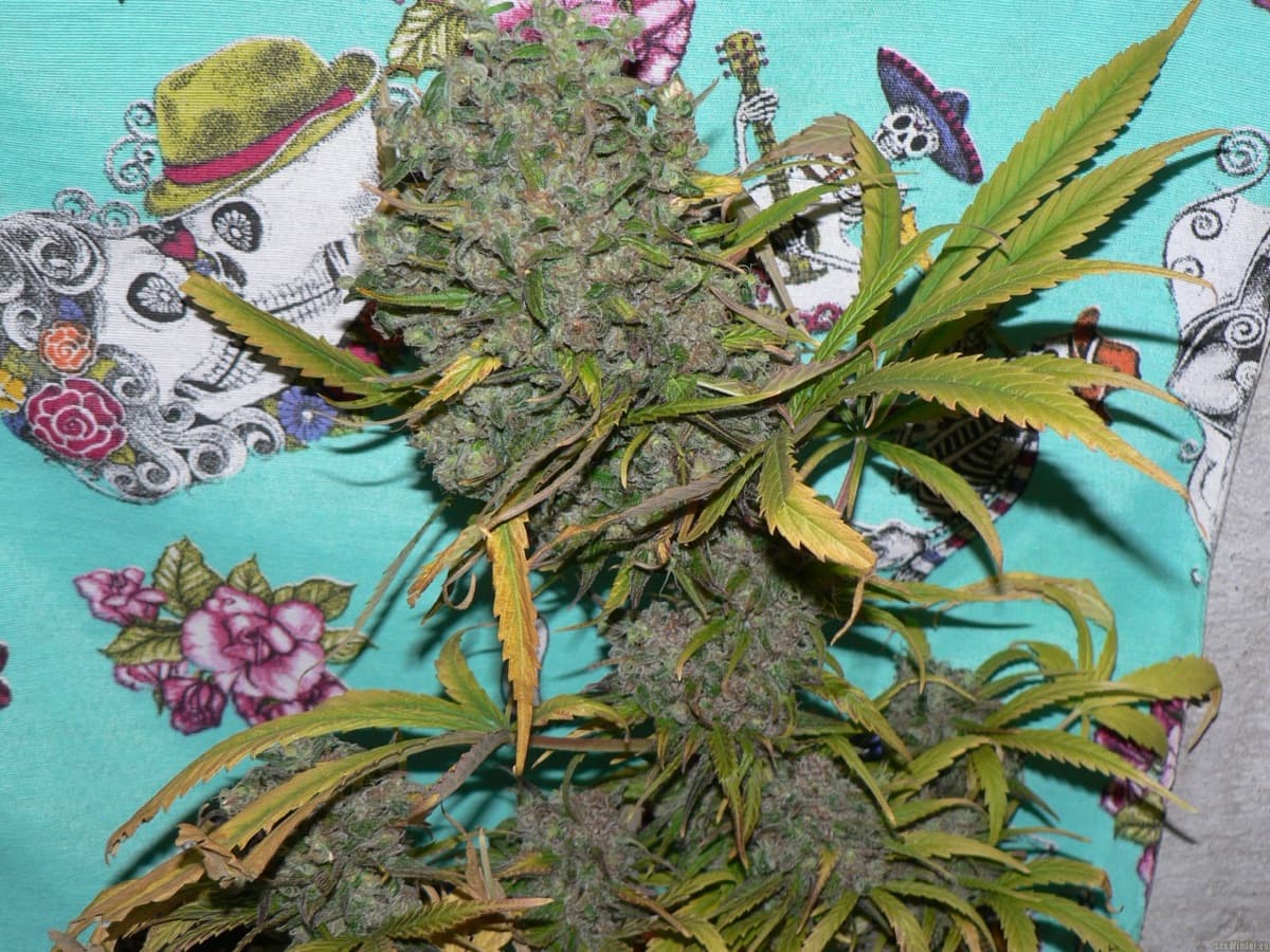 Oaxacan Gold