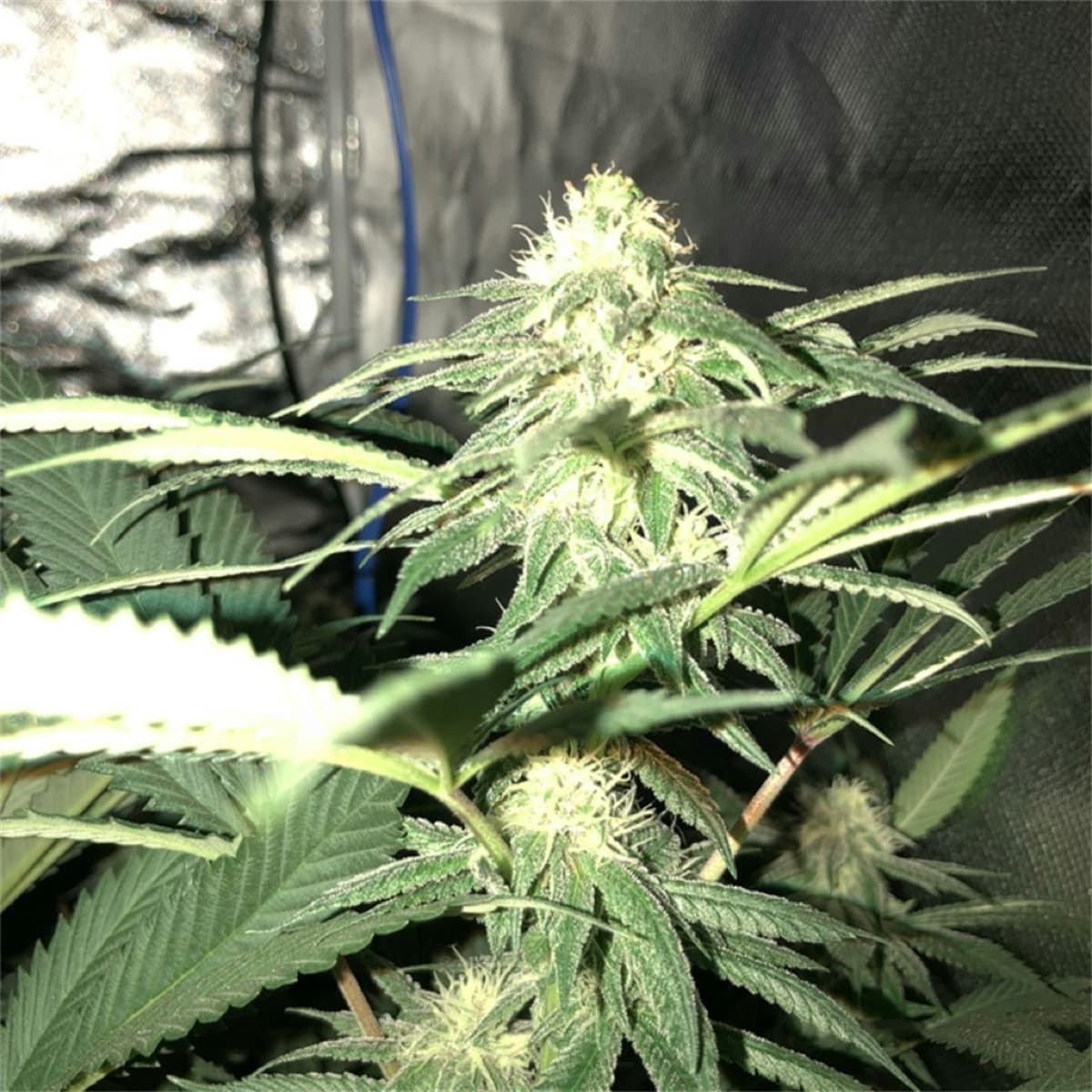 OG #18