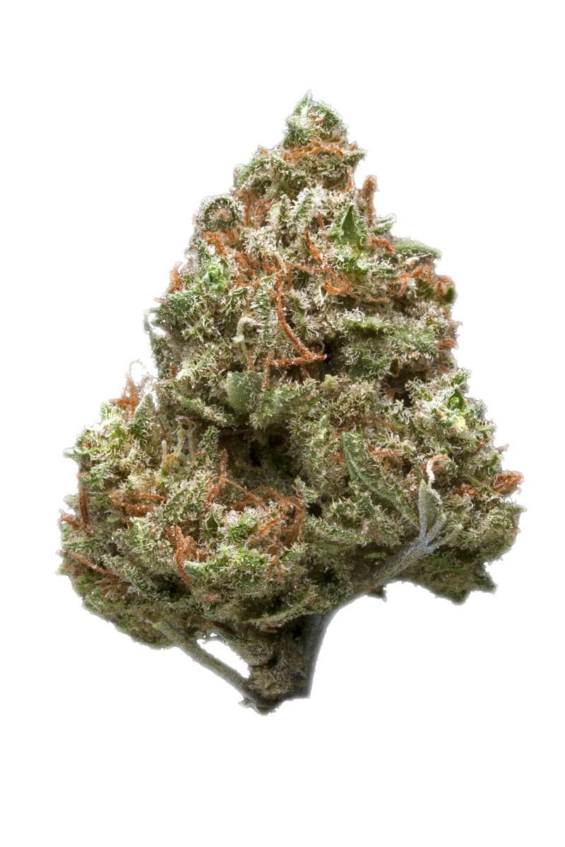 Royal Haze
