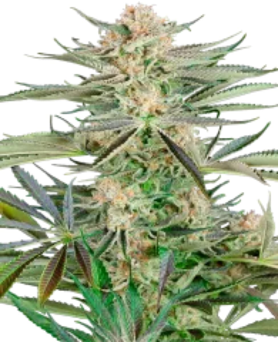 Screwdriver OG