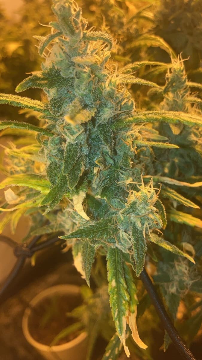 Shiva Skunk