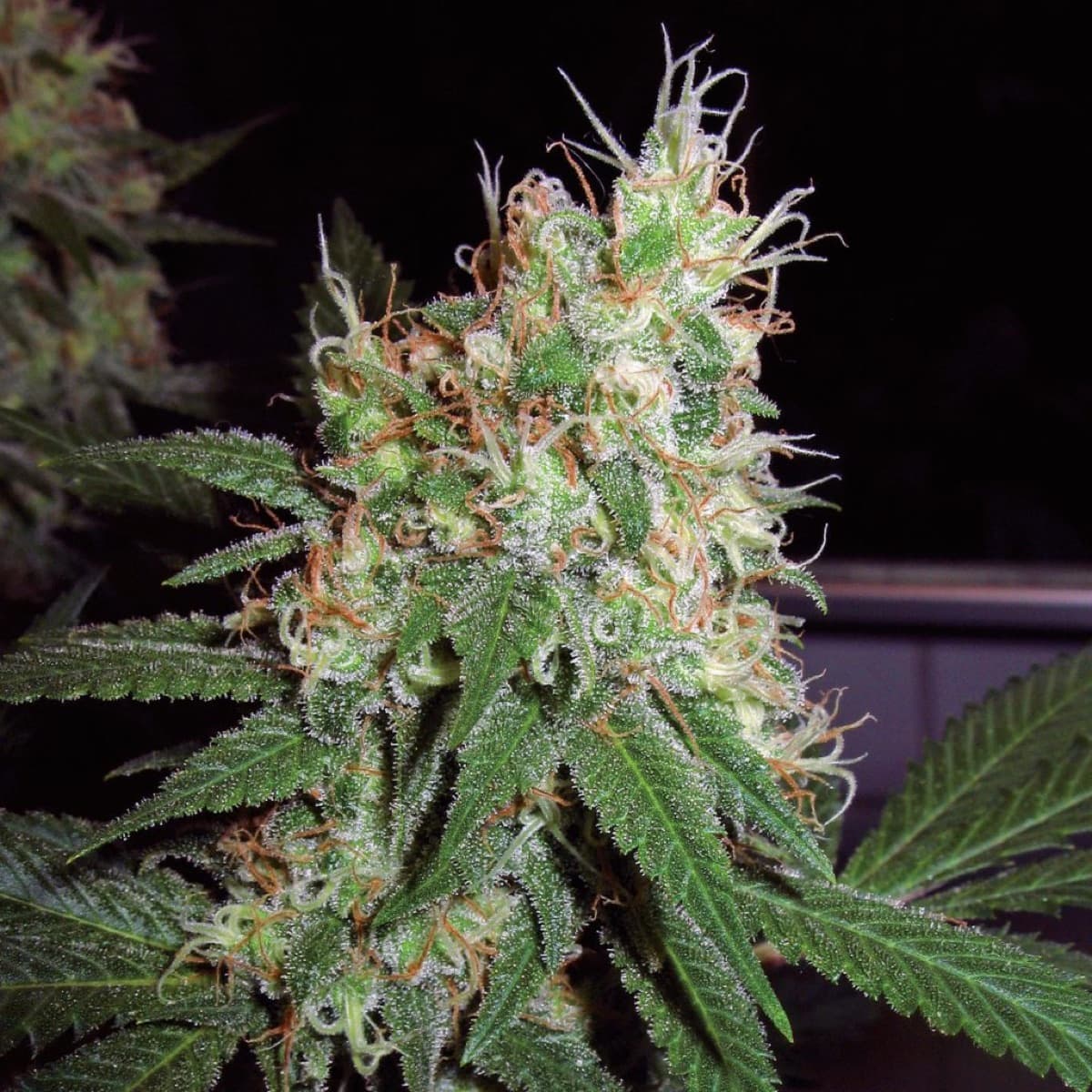 Skunk #1