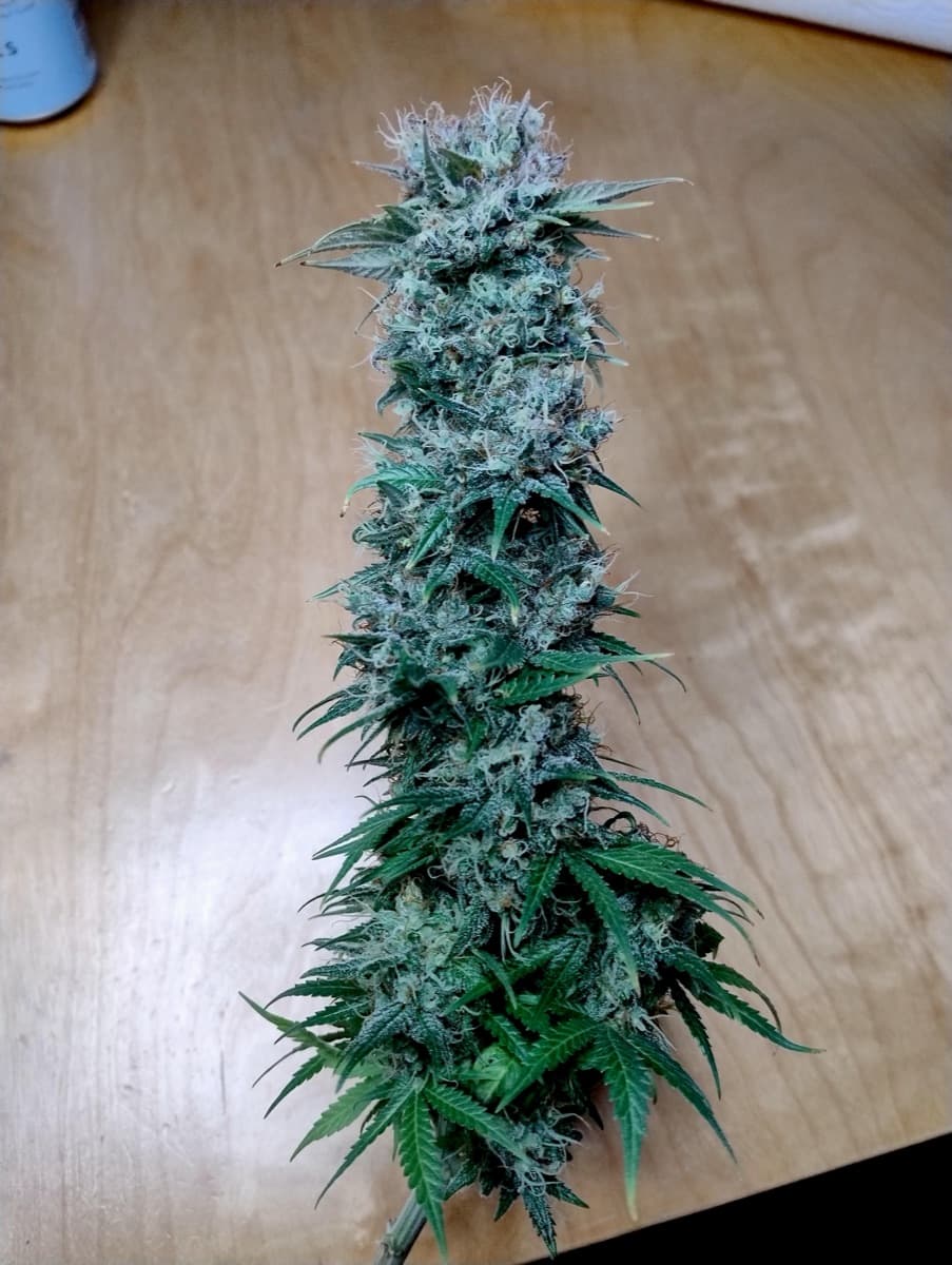 Skunk #11