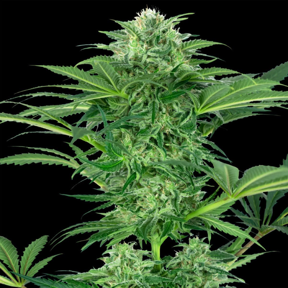 Skunk Dream CBD
