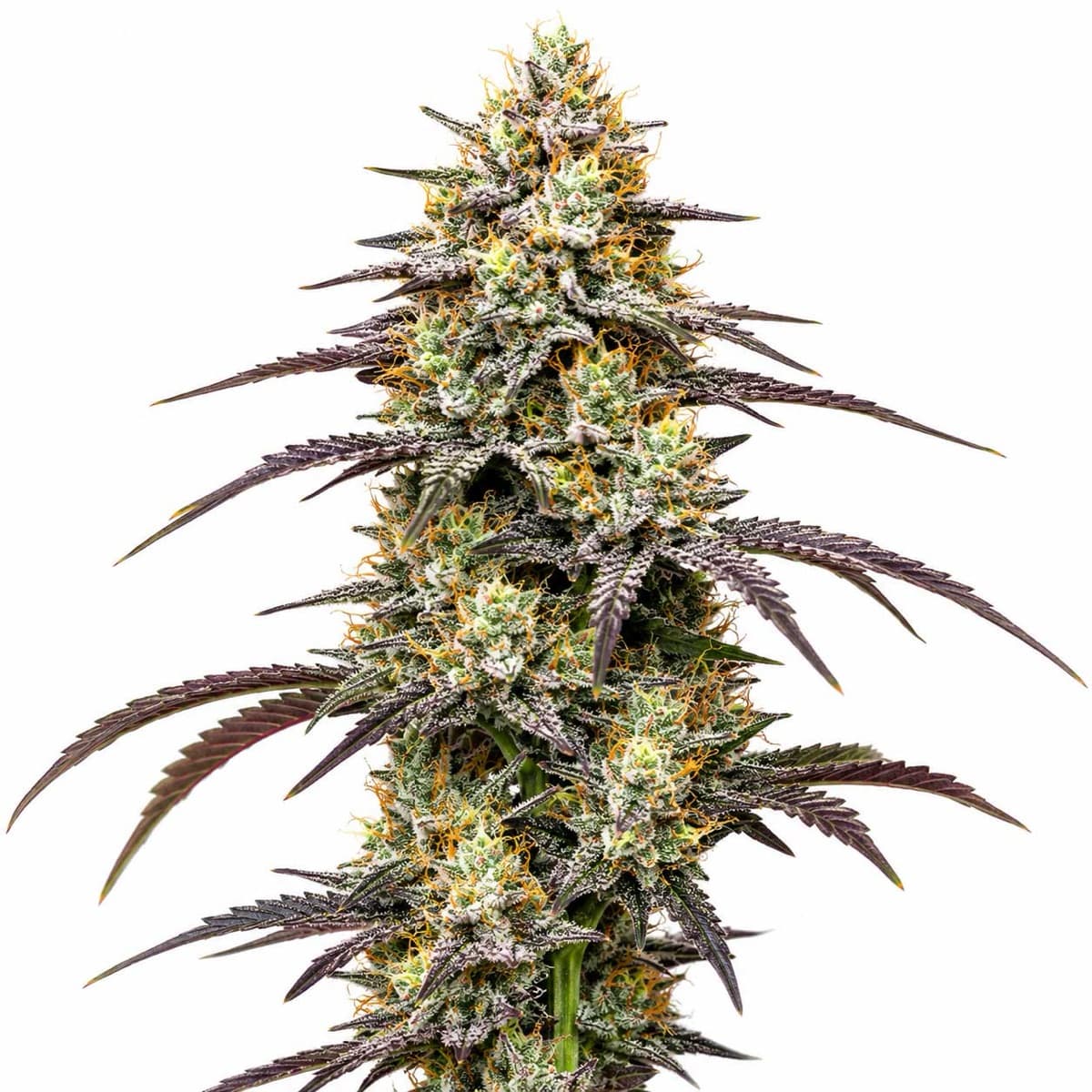 Skunk