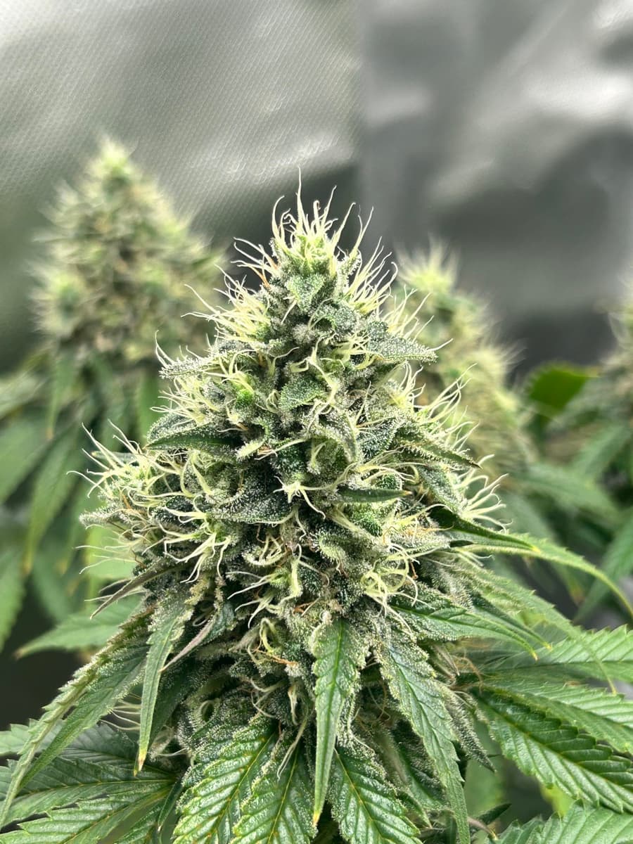 Tezla OG