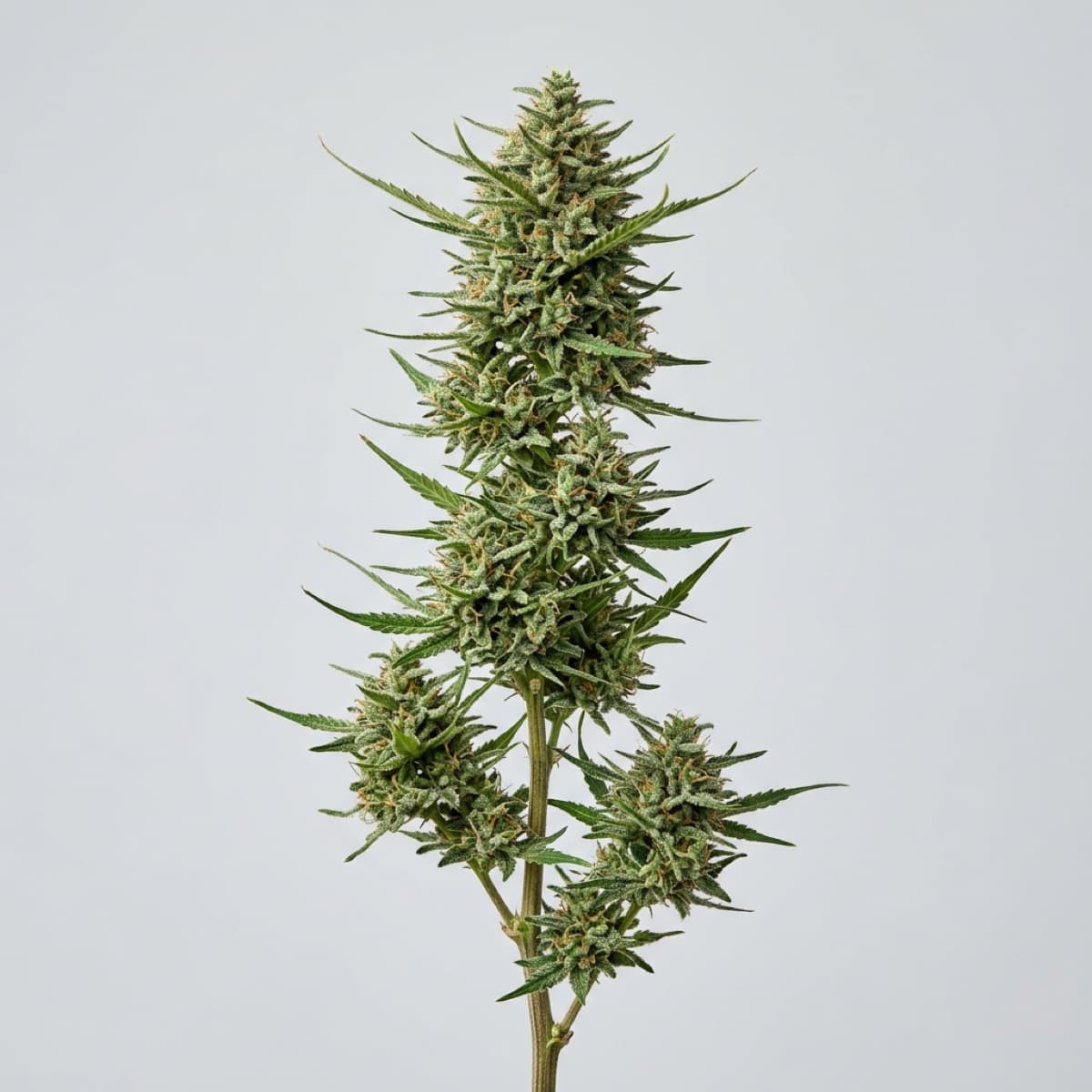 Thai Stick