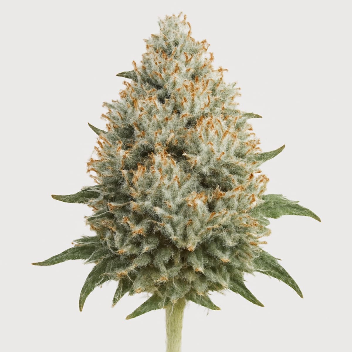 White Russian