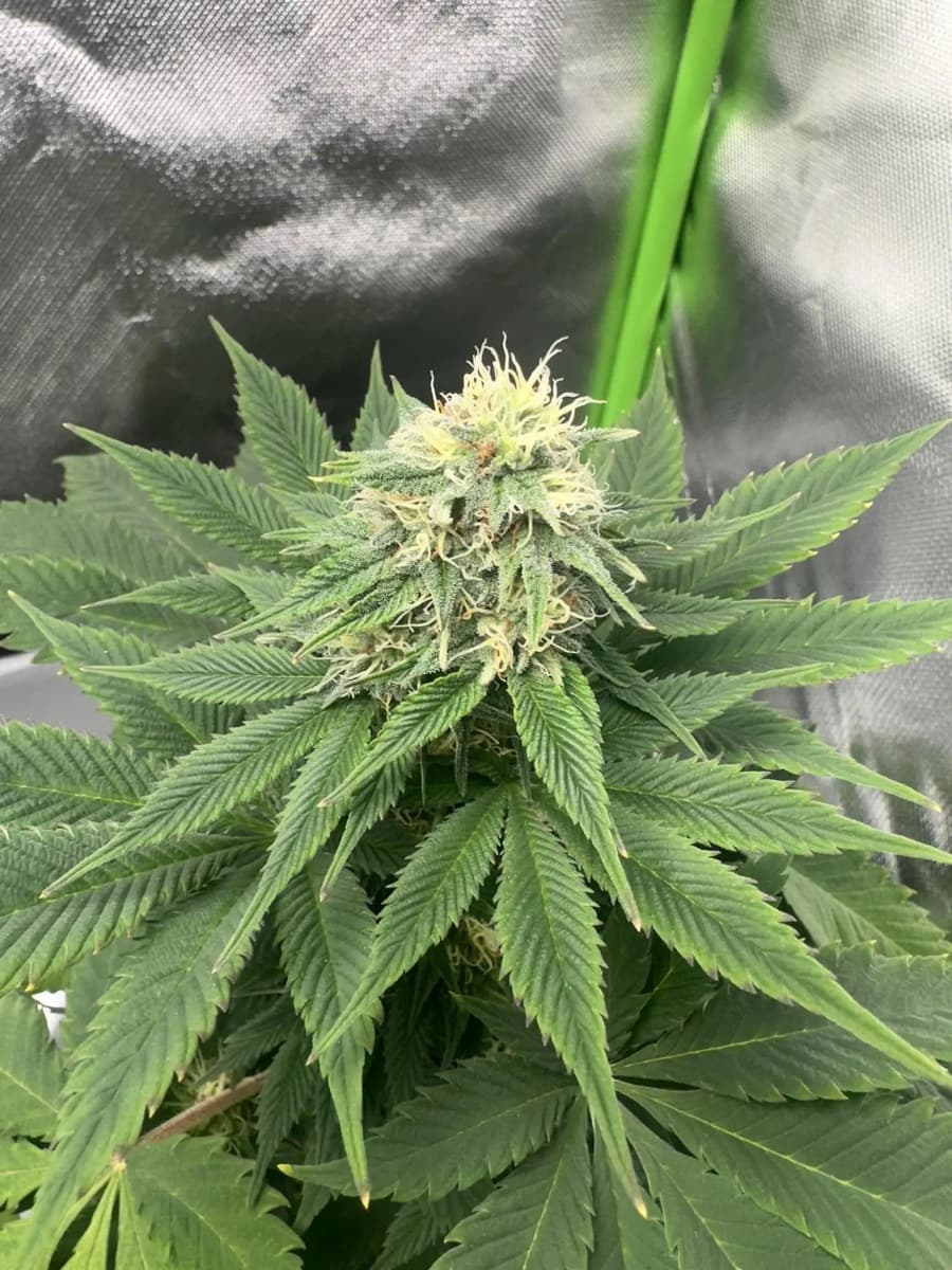 AK-420 Feminized Seeds by White Label