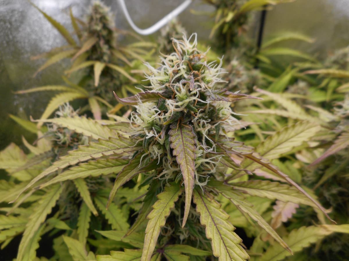 Alpine Delight CBD
