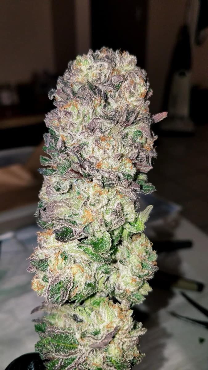 AMG - Amnesia Mac Ganja