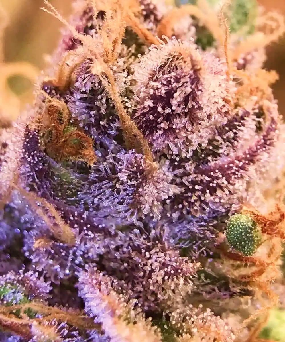 Amnesia Haze Auto