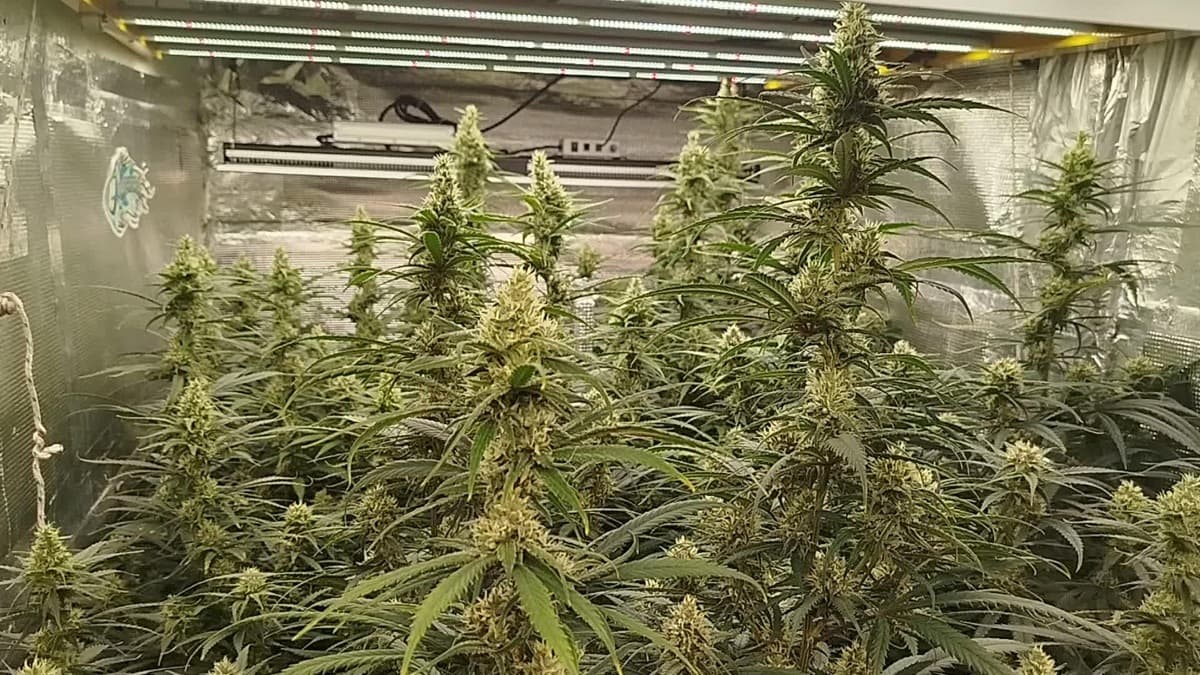 Amnesia Haze Regular