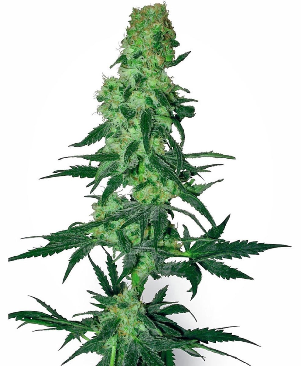 Amnesia White Regular Seeds by White Label