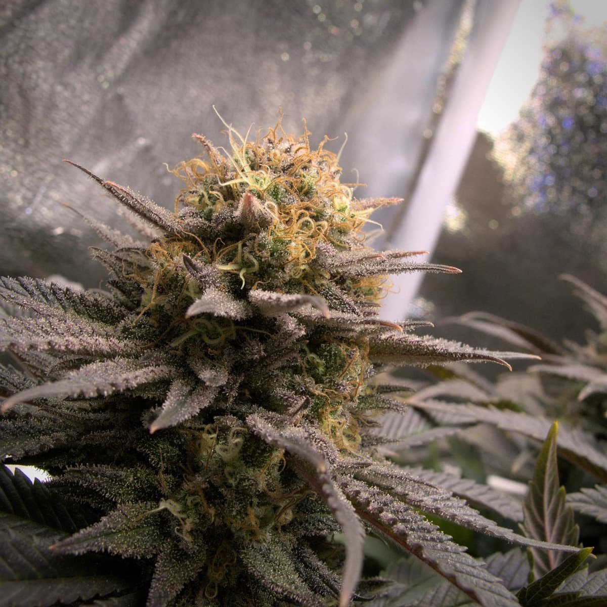 Amsterdam Amnesia