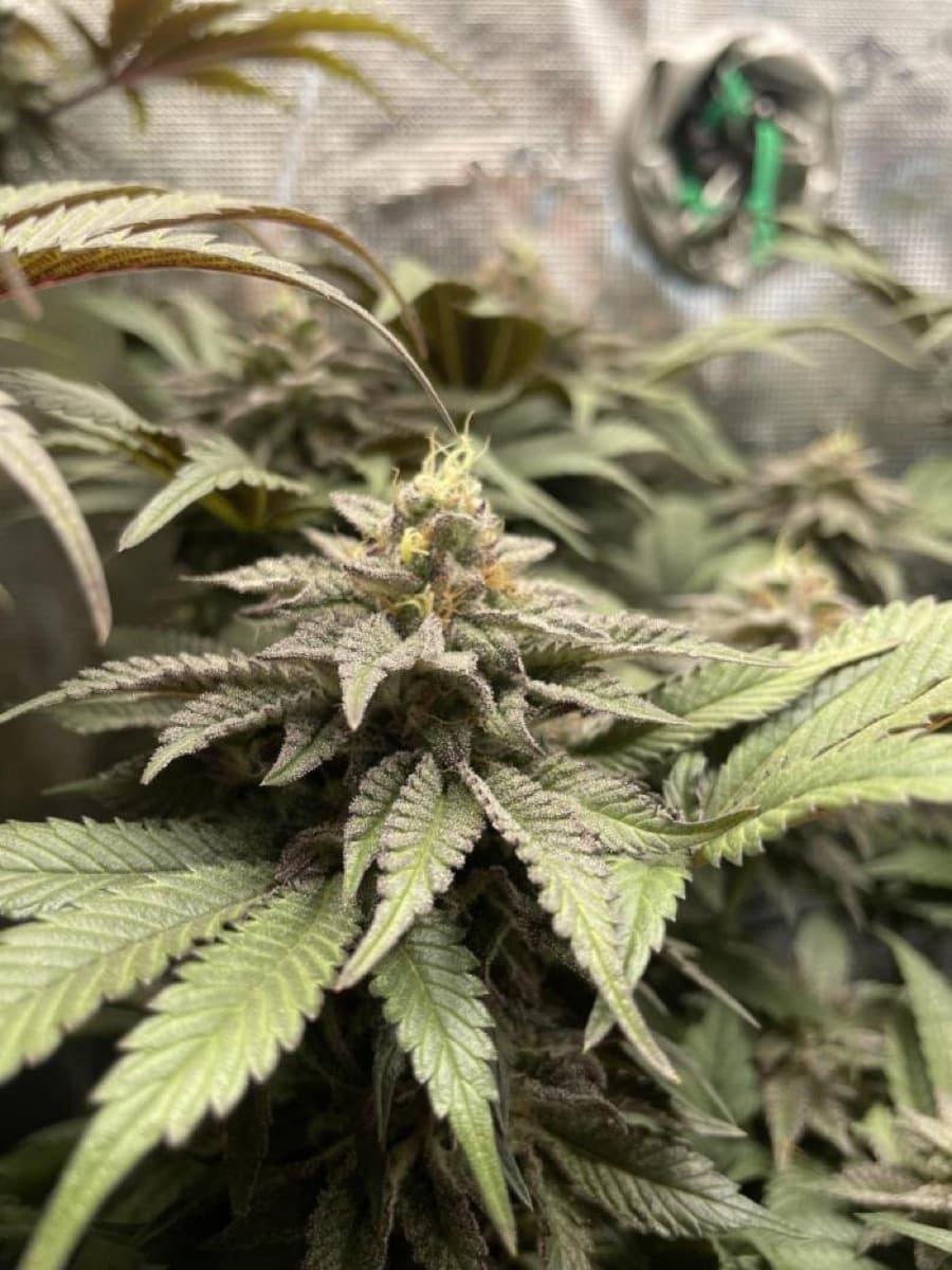 Atomic Blue Dream