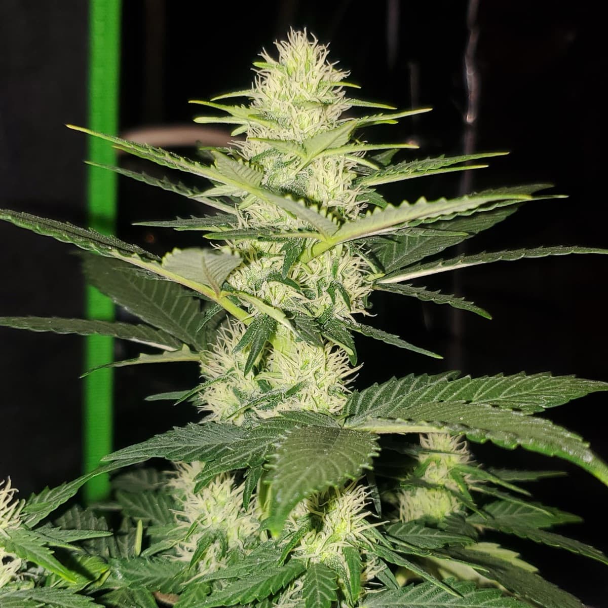 Auto AK Triple Haze