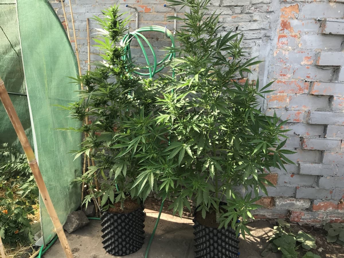 Auto Banana Blaze