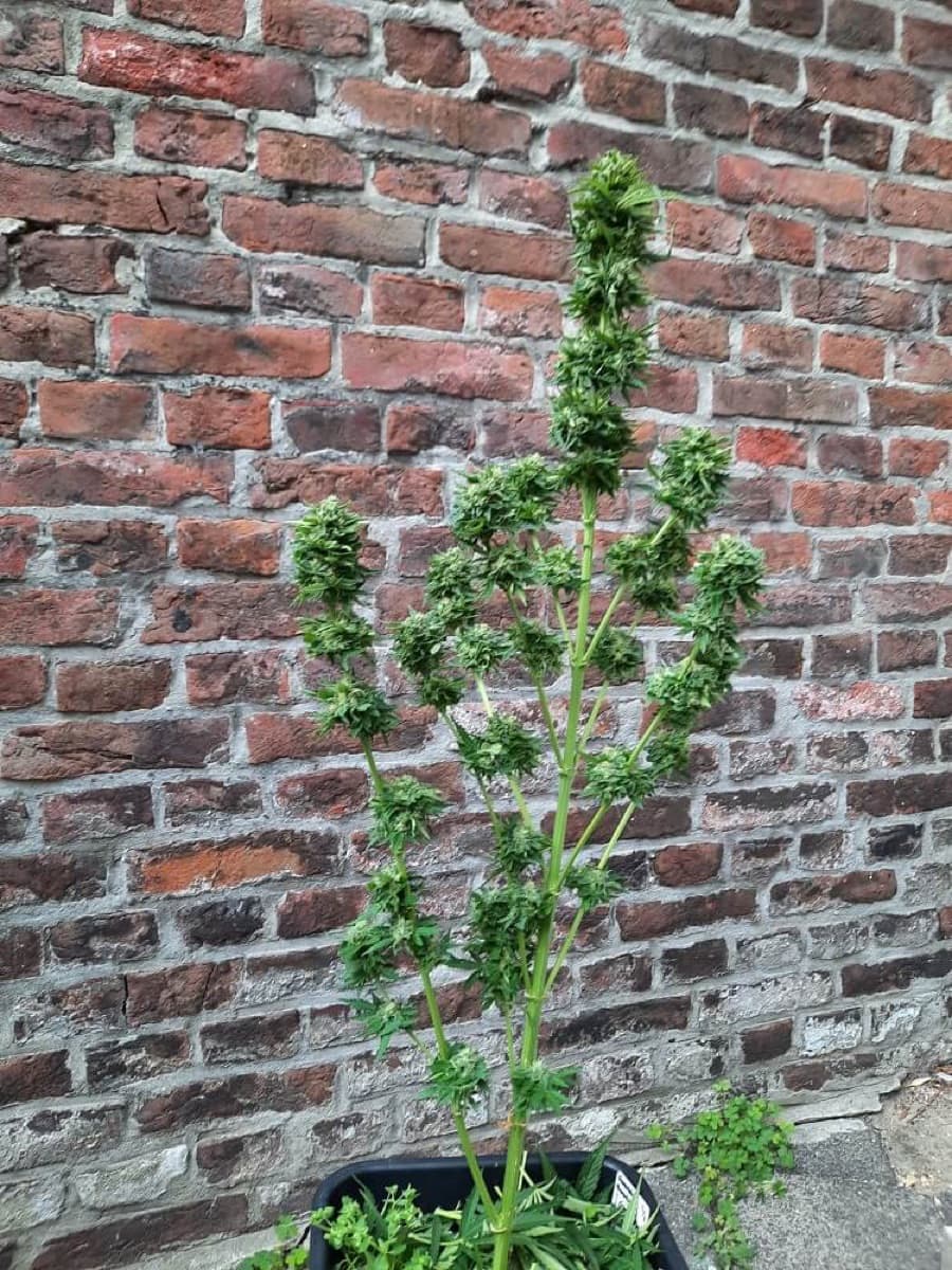 Auto Bruce Lemon Diesel