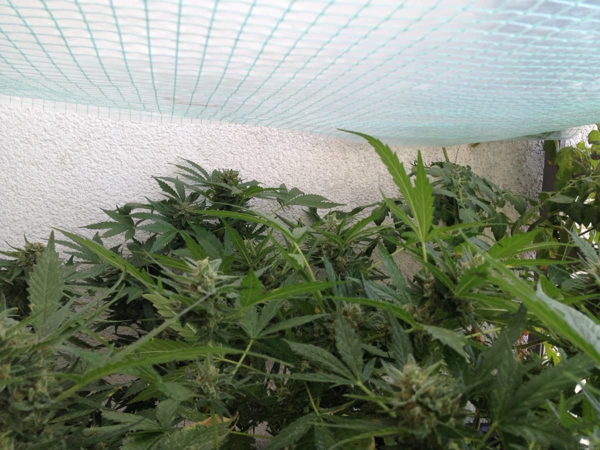 Auto Colorado Cookies
